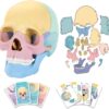 STEM Toy Medical Science Anatomy 17pcs Human Skull Model with 10 Educational Cards DIY 3D Anatomy Puzzle Toy - Image 16