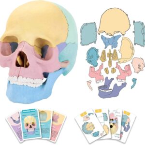 STEM Toy Medical Science Anatomy 17pcs Human Skull Model with 10 Educational Cards DIY 3D Anatomy Puzzle Toy - Image 15