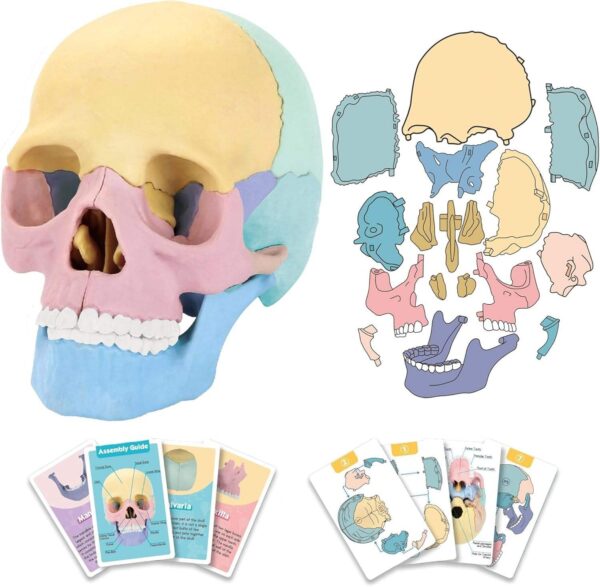 STEM Toy Medical Science Anatomy 17pcs Human Skull Model with 10 Educational Cards DIY 3D Anatomy Puzzle Toy - Image 2