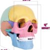 STEM Toy Medical Science Anatomy 17pcs Human Skull Model with 10 Educational Cards DIY 3D Anatomy Puzzle Toy - Image 22