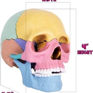 STEM Toy Medical Science Anatomy 17pcs Human Skull Model with 10 Educational Cards DIY 3D Anatomy Puzzle Toy - Image 21