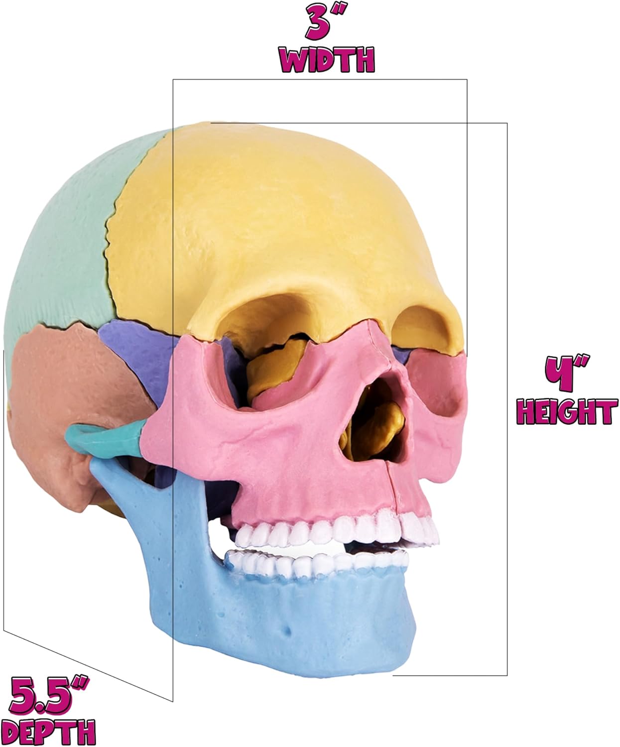 STEM Toy Medical Science Anatomy 17pcs Human Skull Model with 10 Educational Cards DIY 3D Anatomy Puzzle Toy - Image 11