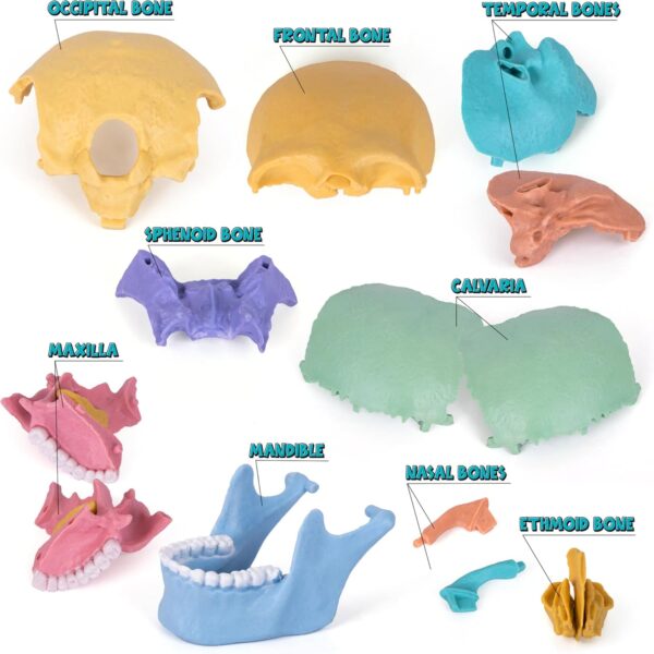 STEM Toy Medical Science Anatomy 17pcs Human Skull Model with 10 Educational Cards DIY 3D Anatomy Puzzle Toy - Image 10