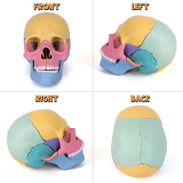 STEM Toy Medical Science Anatomy 17pcs Human Skull Model with 10 Educational Cards DIY 3D Anatomy Puzzle Toy - Image 8