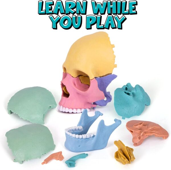 STEM Toy Medical Science Anatomy 17pcs Human Skull Model with 10 Educational Cards DIY 3D Anatomy Puzzle Toy - Image 6