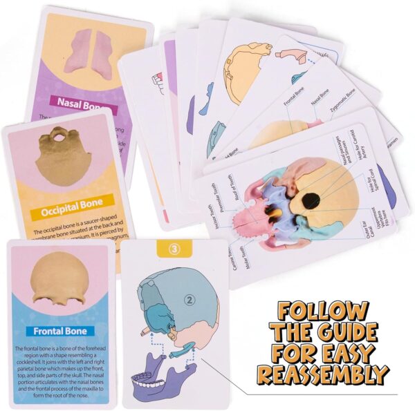 STEM Toy Medical Science Anatomy 17pcs Human Skull Model with 10 Educational Cards DIY 3D Anatomy Puzzle Toy - Image 4